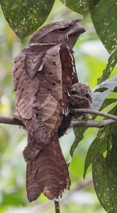A Malaysian Frogmouth and Her Baby.