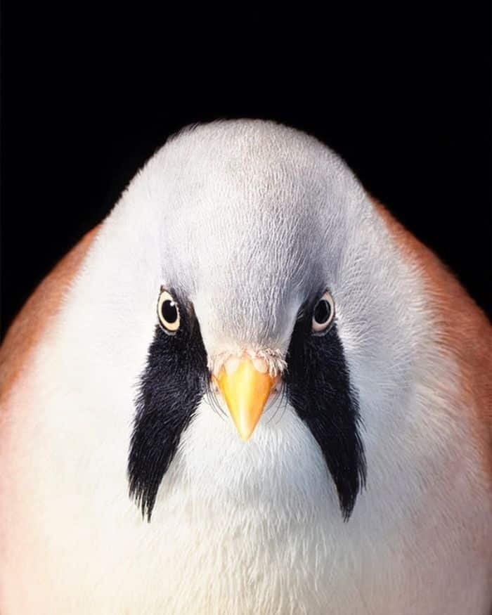 Bearded Tit