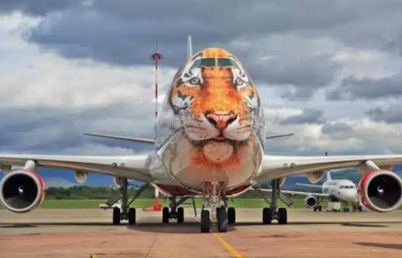 Big Plane, Big Cat