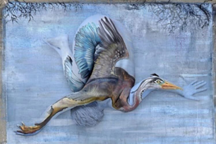 Blue Heron Shannon Holt