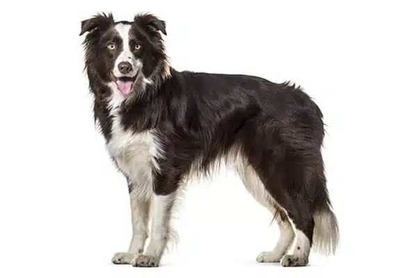  Border Collie