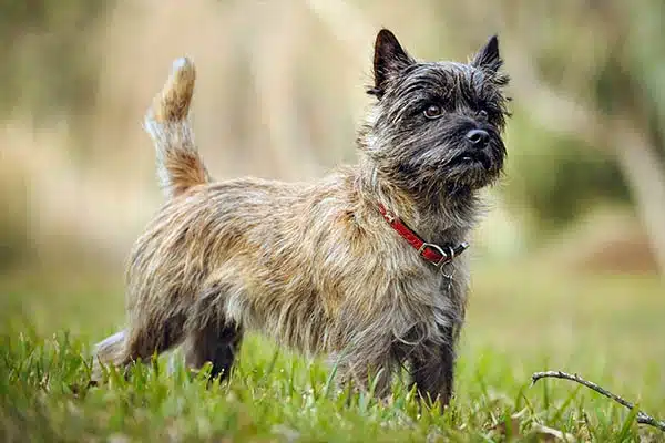 Cairn Terrier