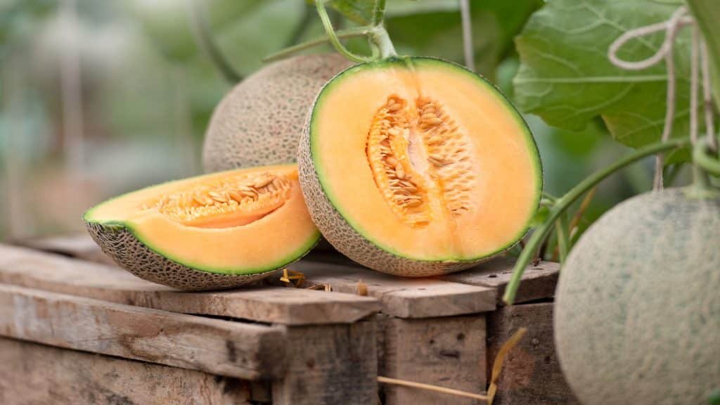  Cantaloupe