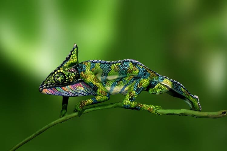 Chameleon Johannes Stoetter
