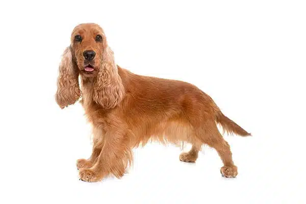 Cocker Spaniel