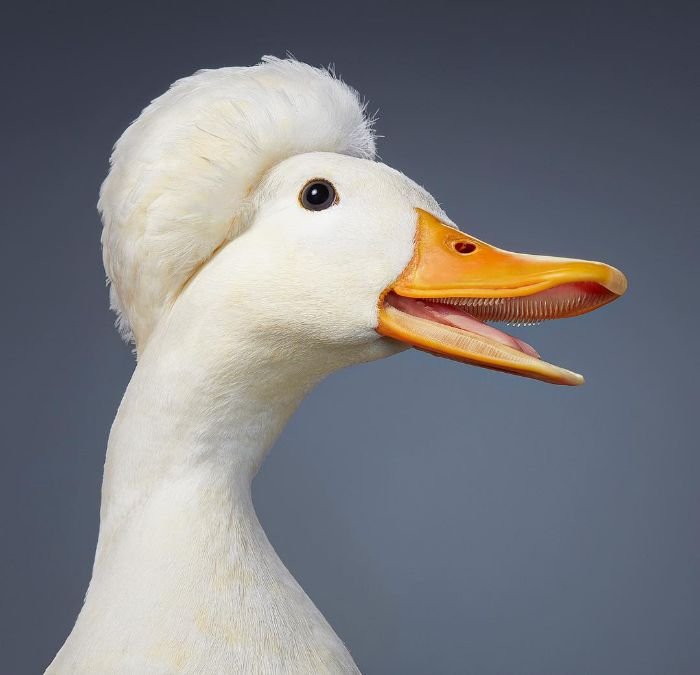 Crested Miniature Duck