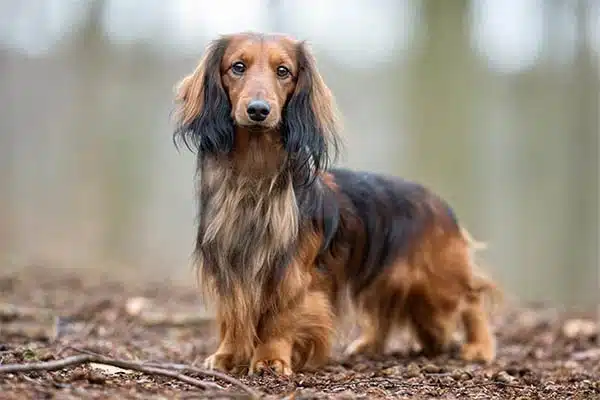 Dachshund