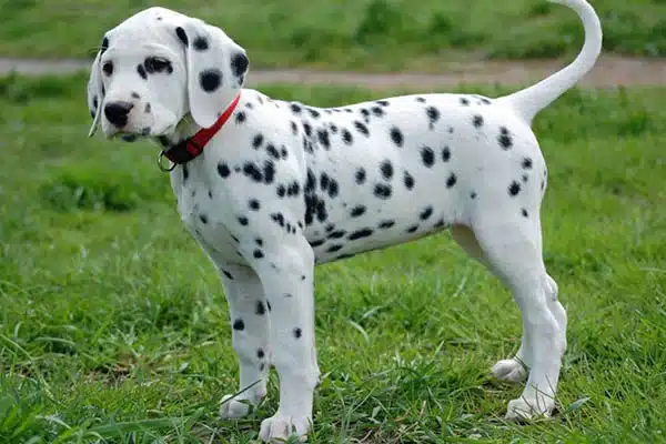 Dalmatian