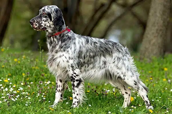 English Setter