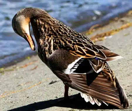 Female Hybrid Mallard