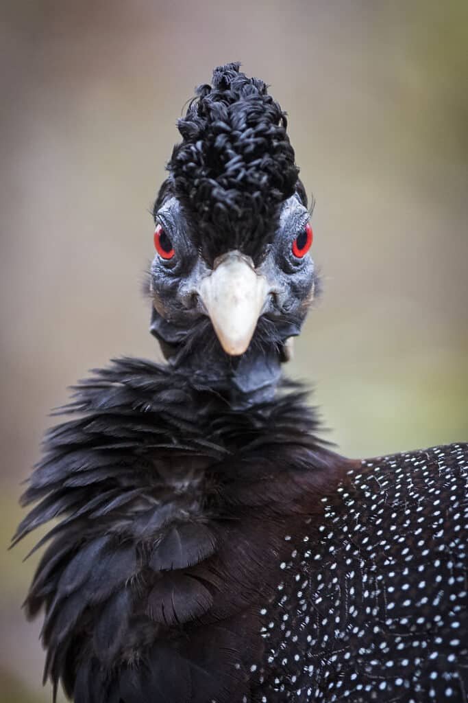 Guineafowl