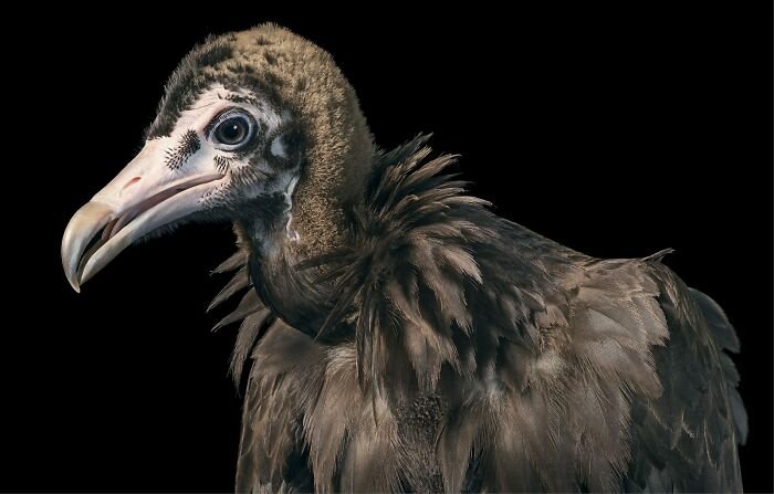 Hooded Vulture