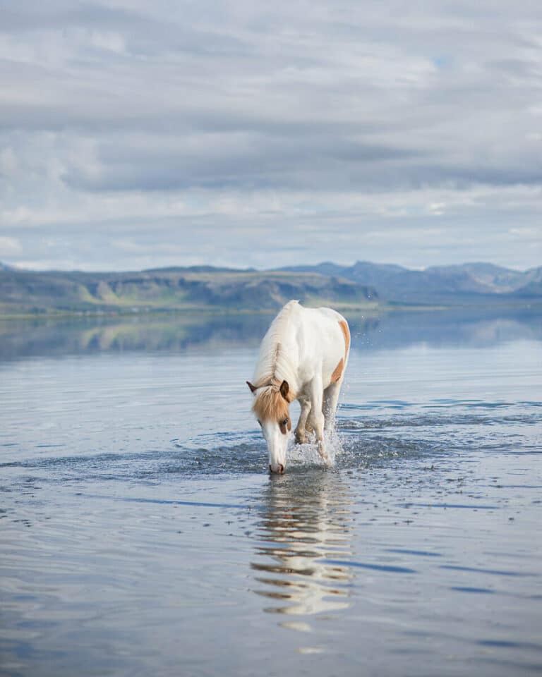  Horse In A Lake