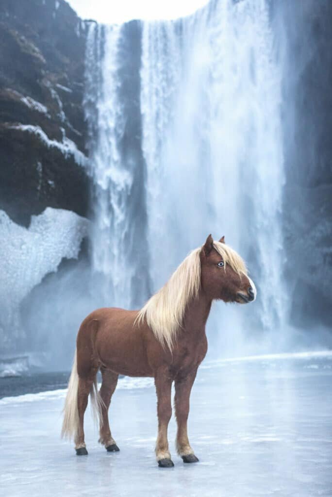 Horses In Between Waterfall