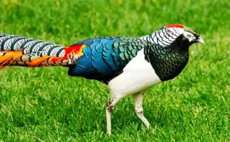 Hybrid Pheasant