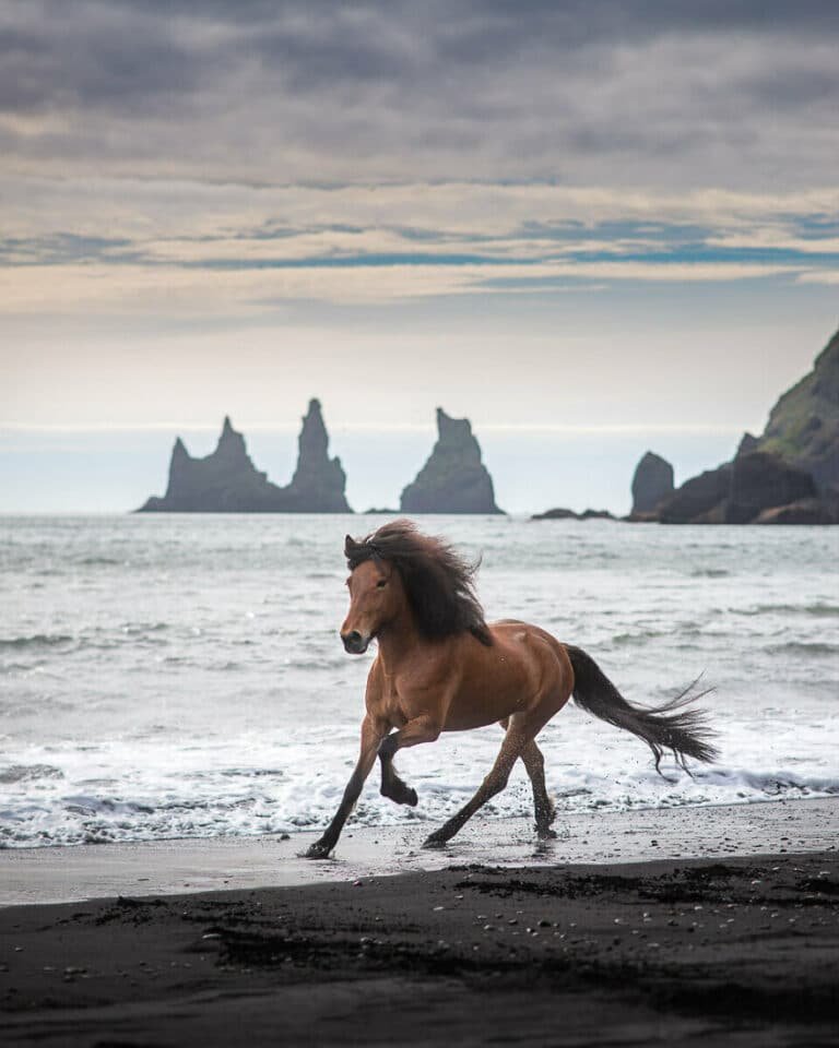 I Love vík’s Famous Beach.