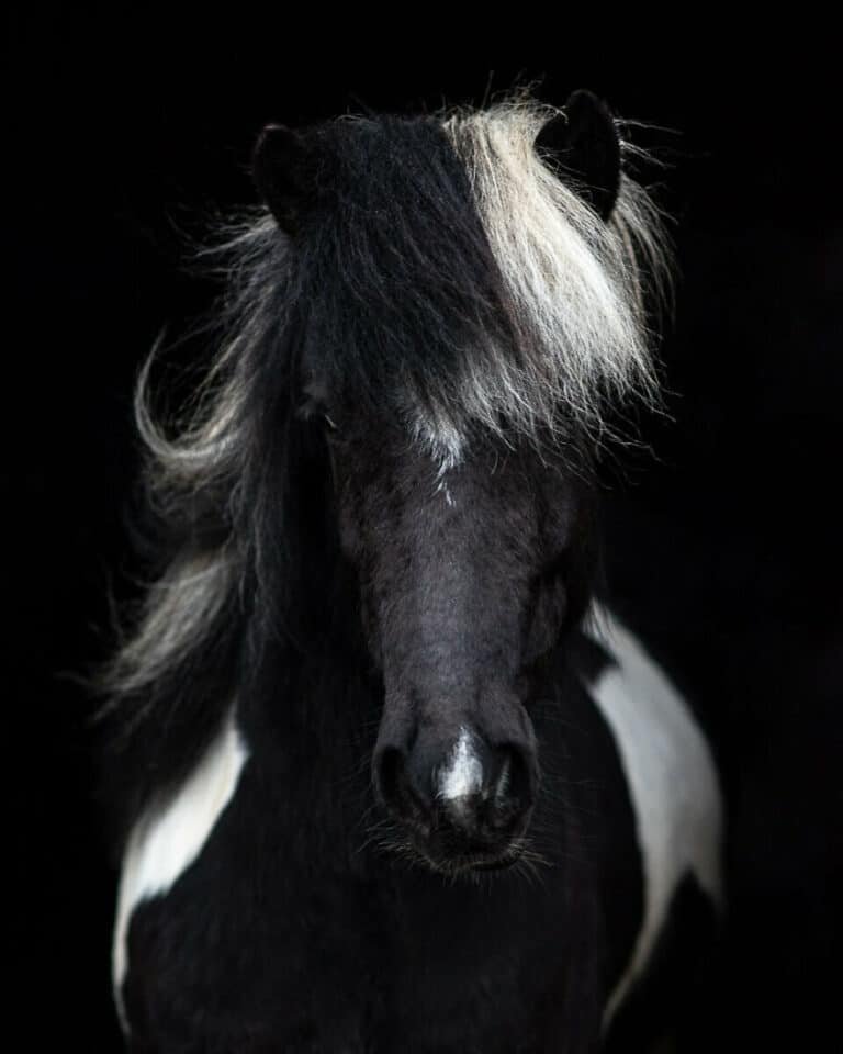 There Are Many Types of Icelandic Horses.