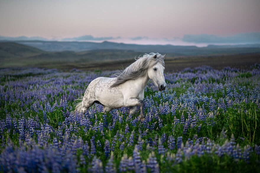 In The Lupines