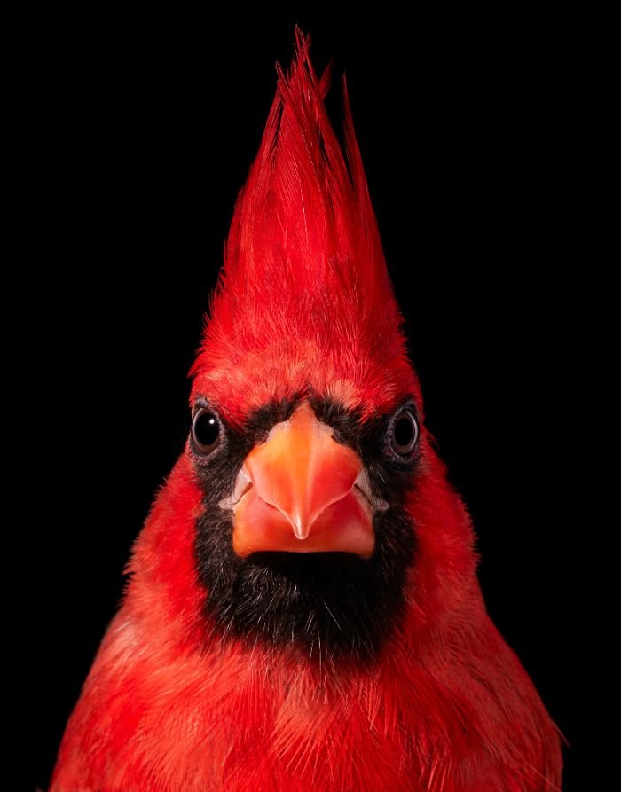 Northern Red Cardinal