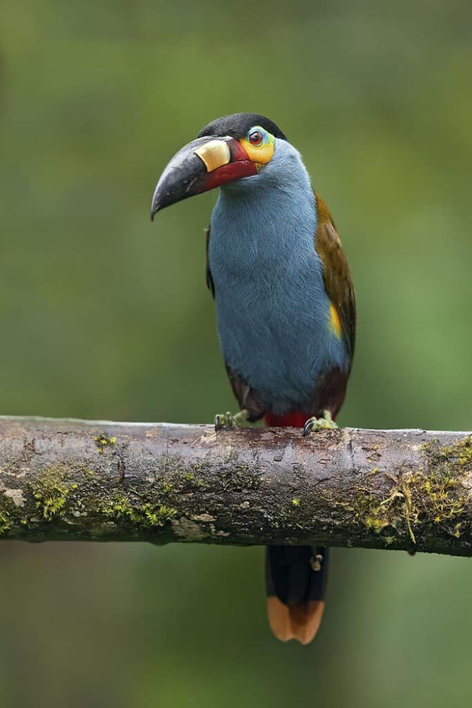 Plate-Billed Mountain Toucan