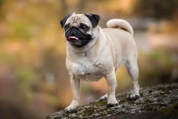 Pug