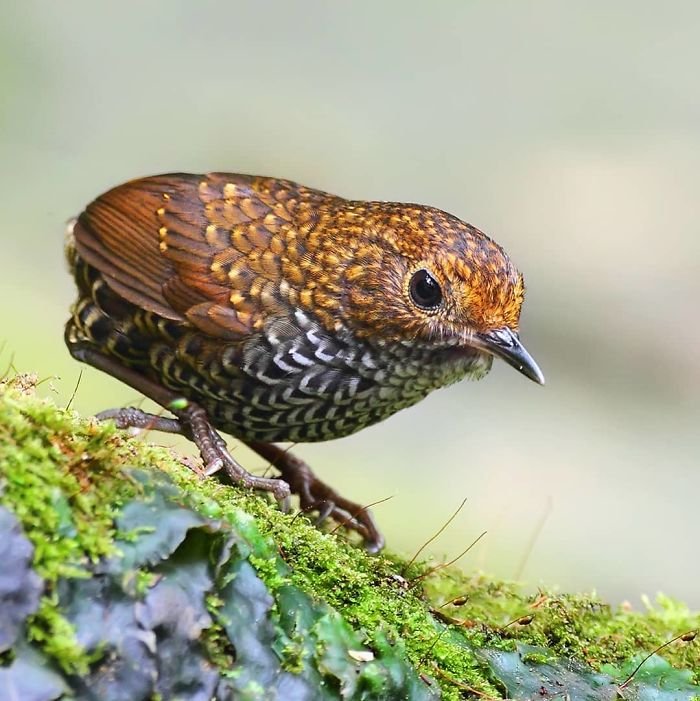 Pygmy Wren Babbler