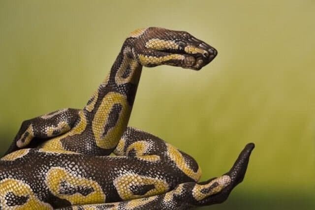 Python Guido Daniele