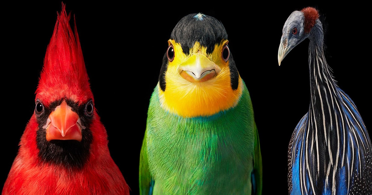 Rare and Endangered Birds