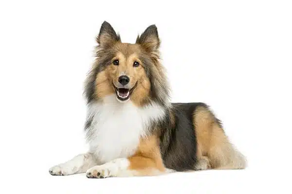 Shetland Sheepdog