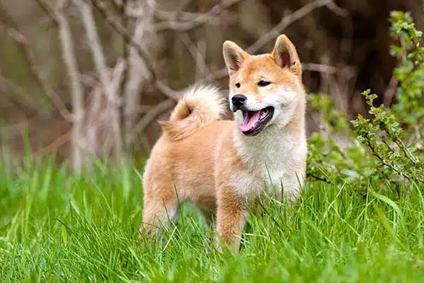 Shiba Inu