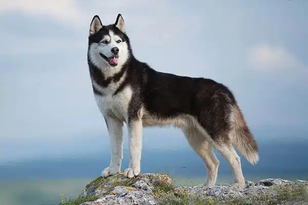 Siberian Husky