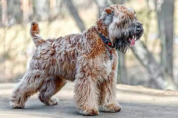 Soft Coated Wheaten Terrier