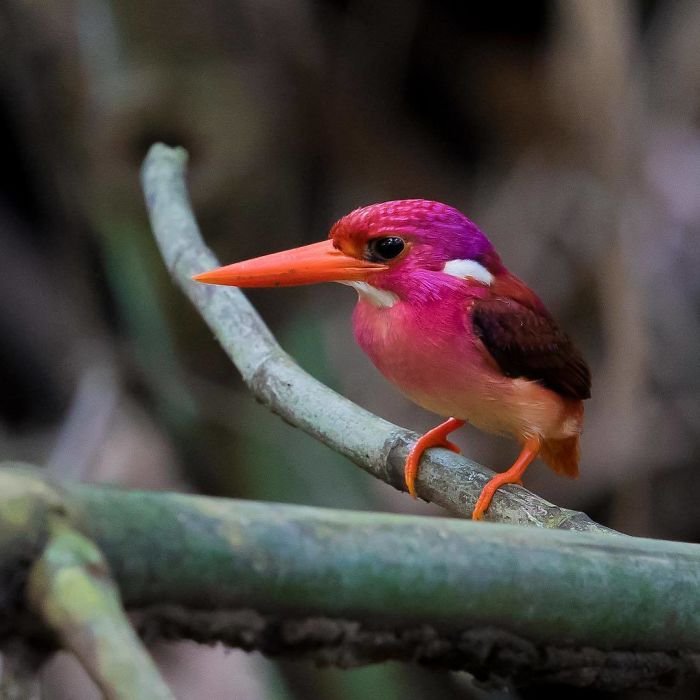 South Philippine Dwarf Kingfisher