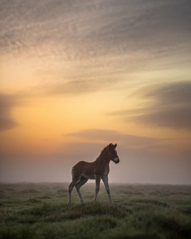 Summer Sunrise And My Horse