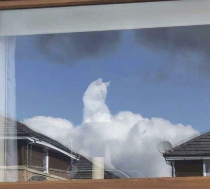  The Cloud Cat