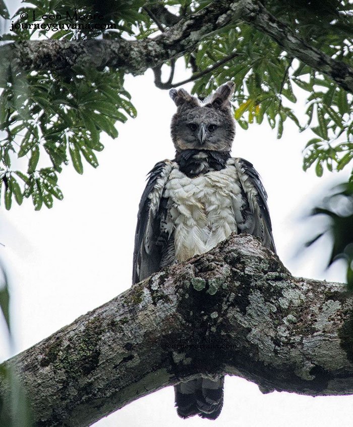 The Harpy Eagle