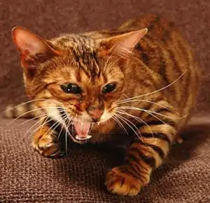 Toyger