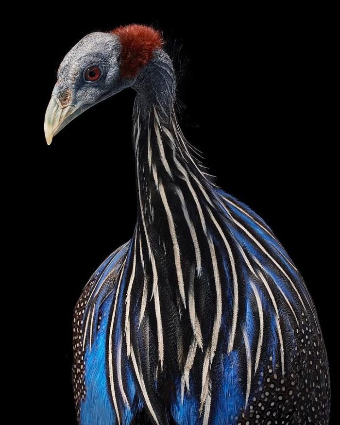 Vultrurine Guineafowl Hen