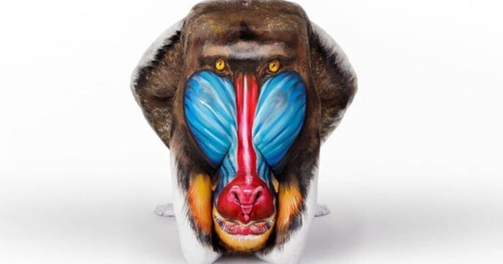 West African Mandrill Emma Fay
