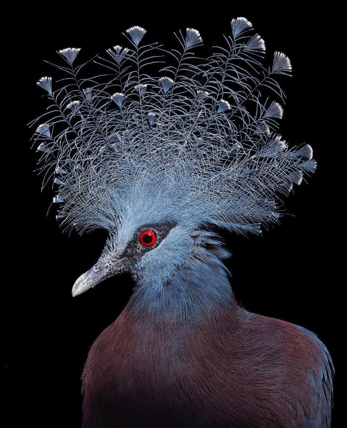 Victoria Crowned Pigeon