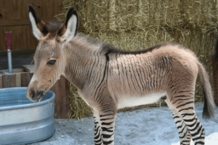  Zebroid